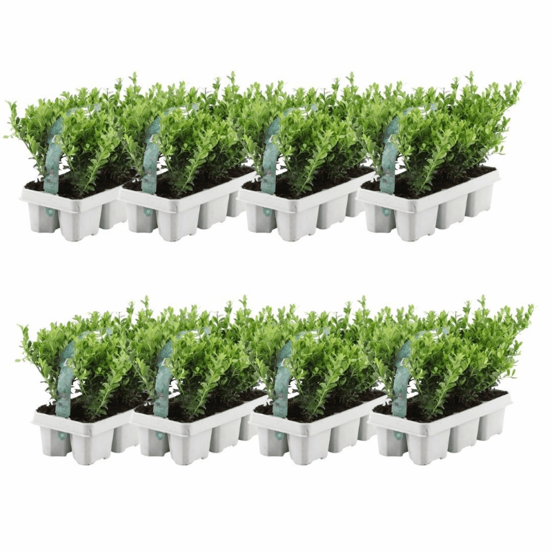 Ilex crenata - Japanische Stechpalme
