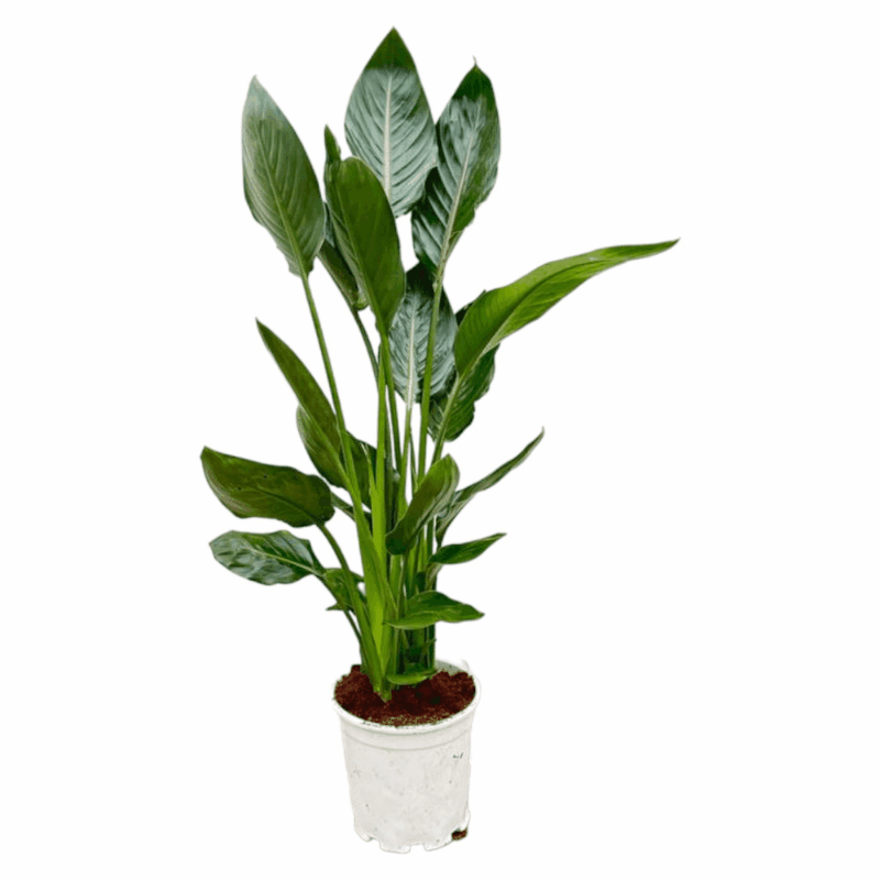 Strelitzia reginae - Paradiesvogelblume