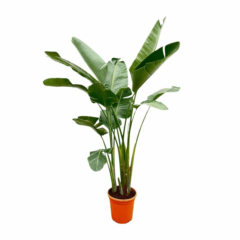 Strelitzia augusta (alba) - Weiẞe Strelitzie