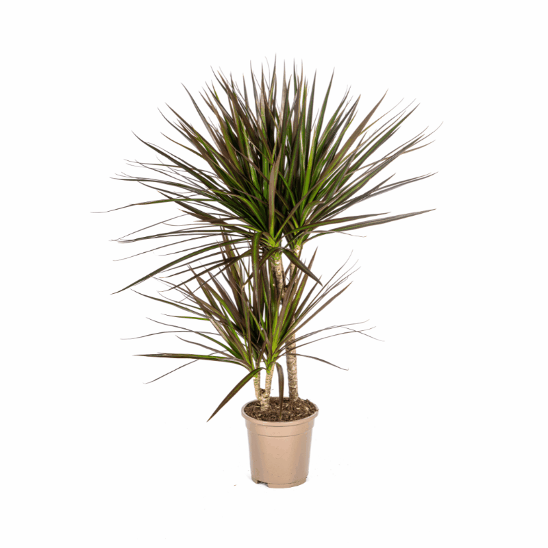 Dracaena marginata - Schmalblättriger, gerandeter Drachenbaum