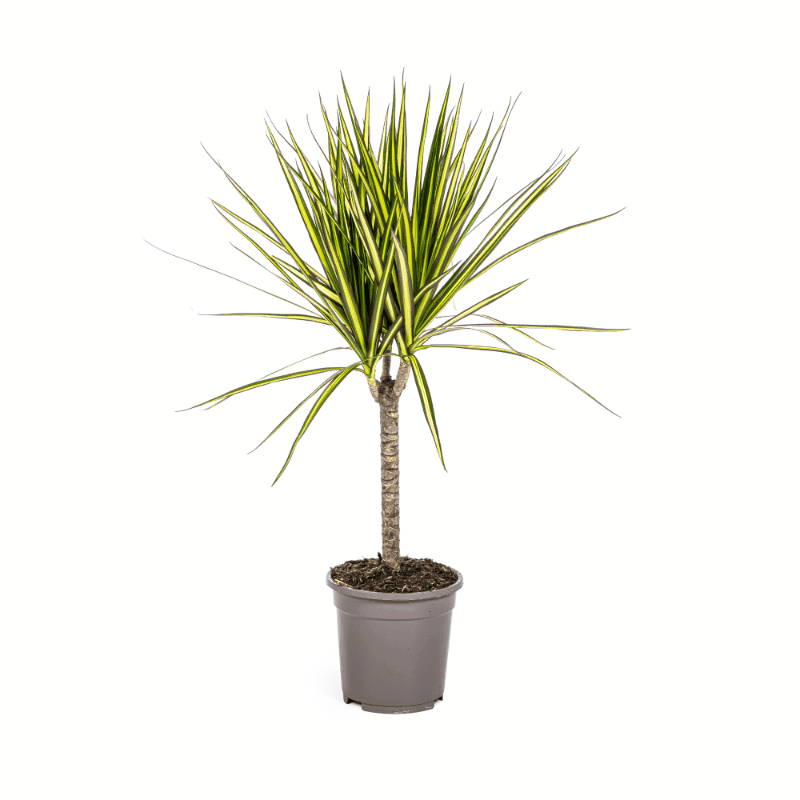 Dracaena marginata - Schmalblättriger, gerandeter Drachenbaum