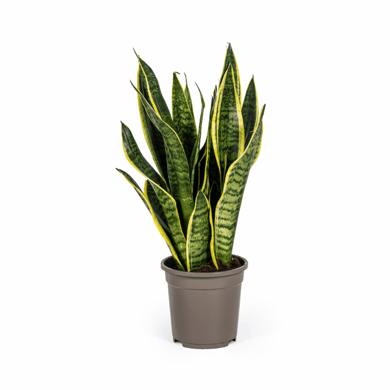 Sansevieria trifasciata - Bogenhanf, Schwiegermutterzunge