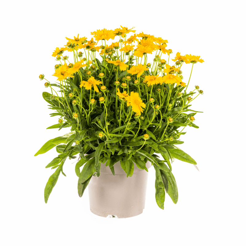 Coreopsis grandiflora - Großblumiges Mädchenauge