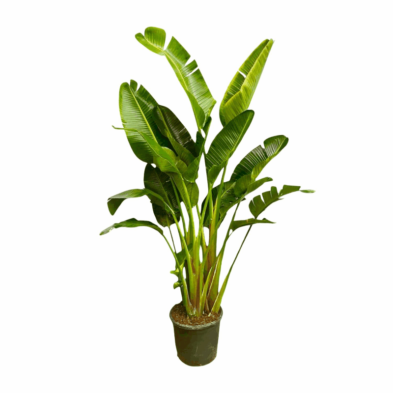 Strelitzia augusta (alba) - Weiẞe Strelitzie