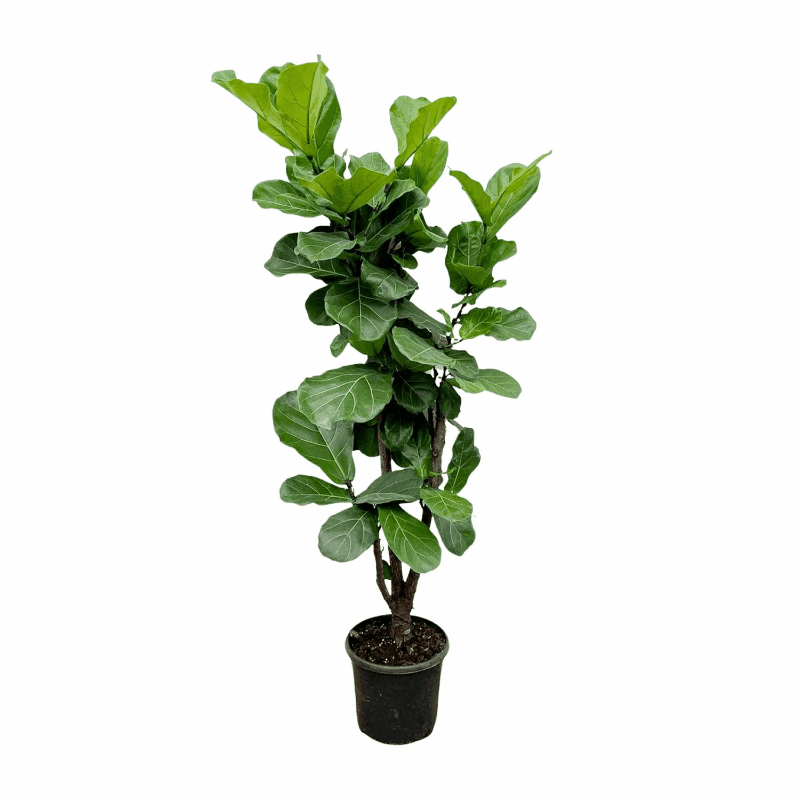 Ficus lyrata - Geigenfeige