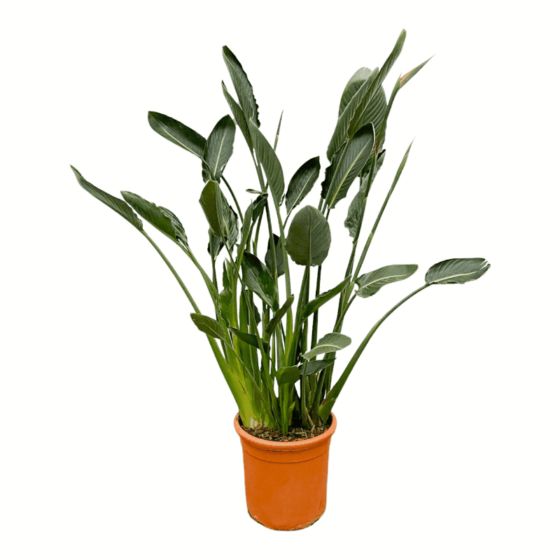 Strelitzia reginae - Paradiesvogelblume