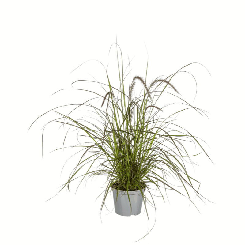 Pennisetum x advena - Rotes Lampenputzergras