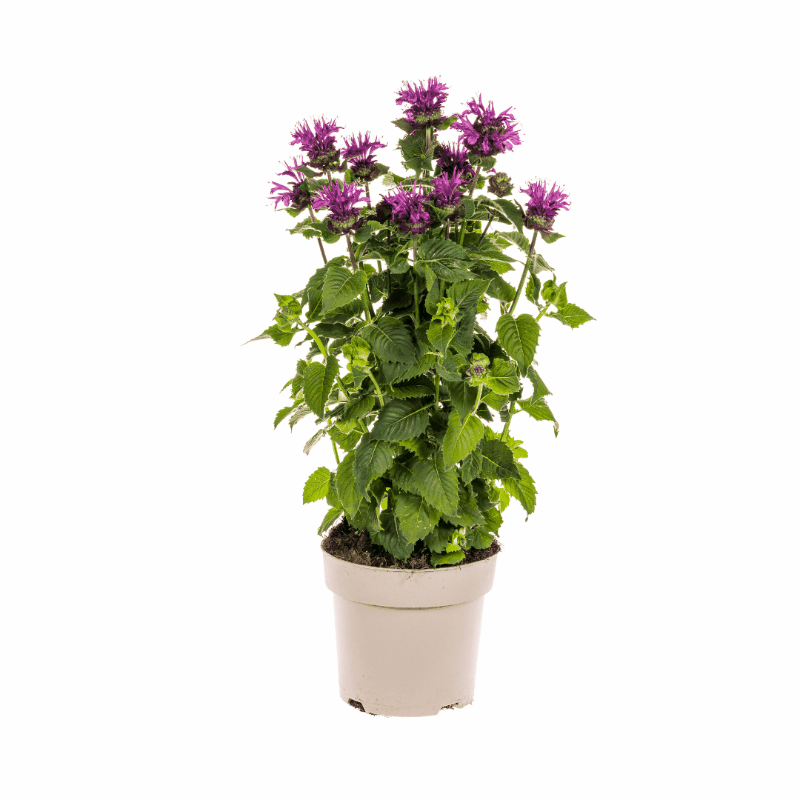 Monarda didyma - Goldmelisse, Indianernessel