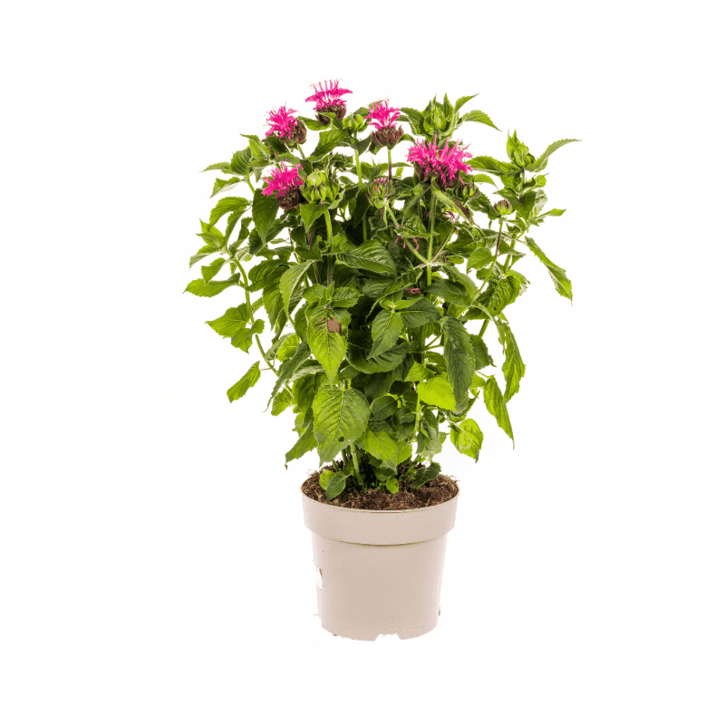 Monarda didyma - Goldmelisse, Indianernessel