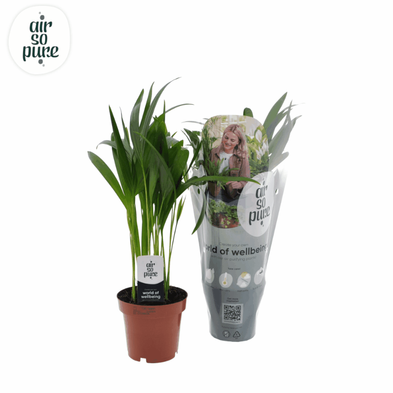 Dypsis lutescens - Areca-, Goldfruchtpalme