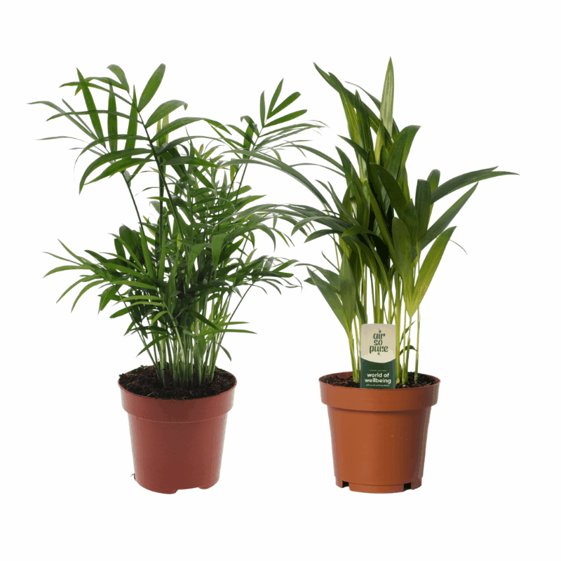 Dypsis lutescens - Areca-, Goldfruchtpalme