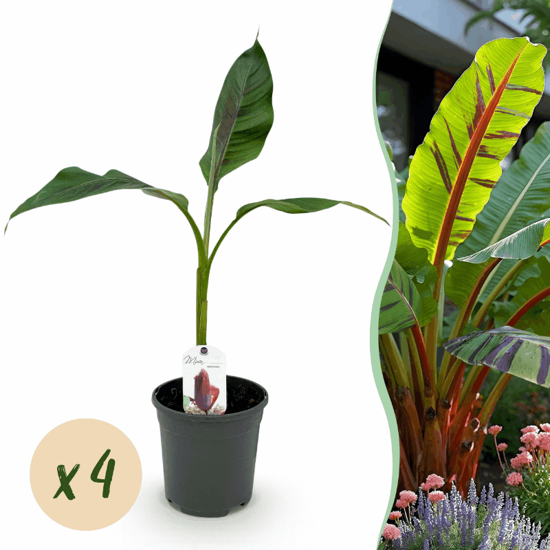 Musa sikkemensis - Darjeeling-Banane