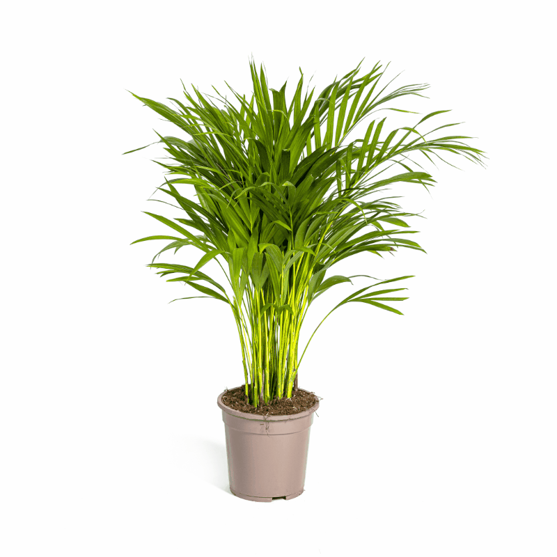 Dypsis lutescens - Areca-, Goldfruchtpalme