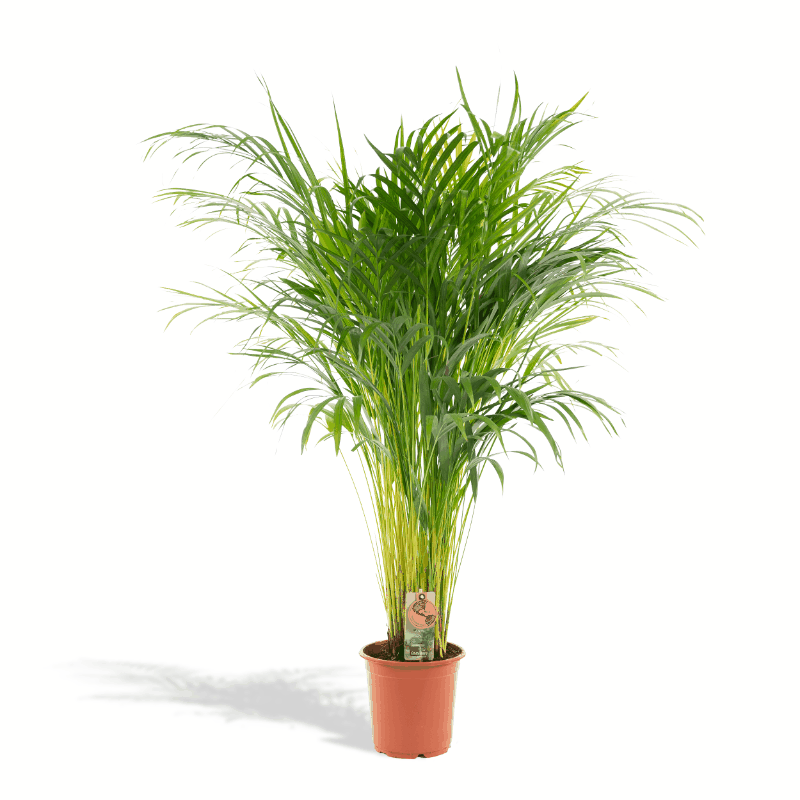 Dypsis lutescens - Areca-, Goldfruchtpalme