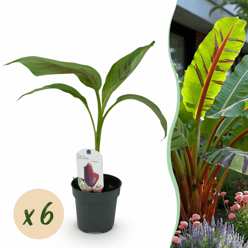 Musa sikkemensis - Darjeeling-Banane