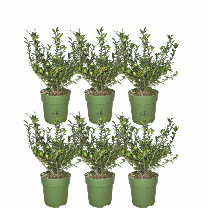 Ilex crenata - Japanische Stechpalme
