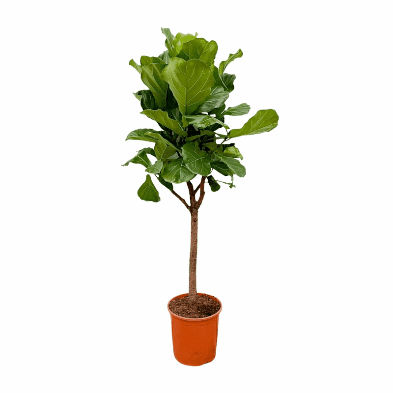 Ficus lyrata - Geigenfeige