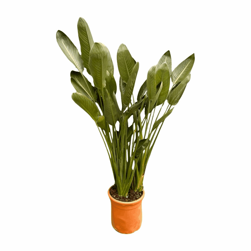 Strelitzia reginae - Paradiesvogelblume