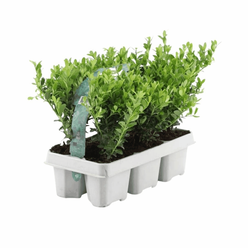 Ilex crenata - Japanische Stechpalme