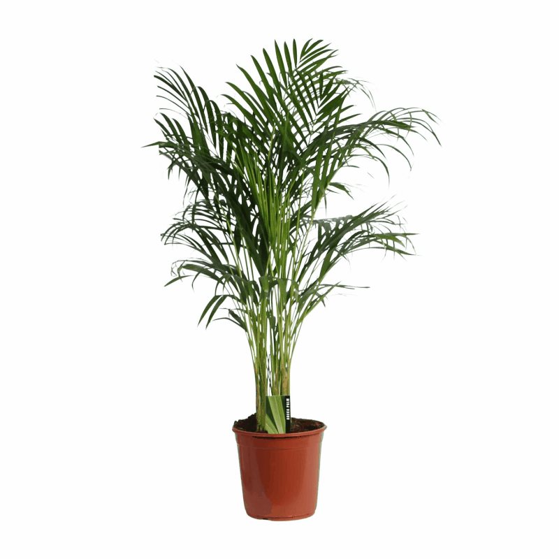 Dypsis lutescens - Areca-, Goldfruchtpalme