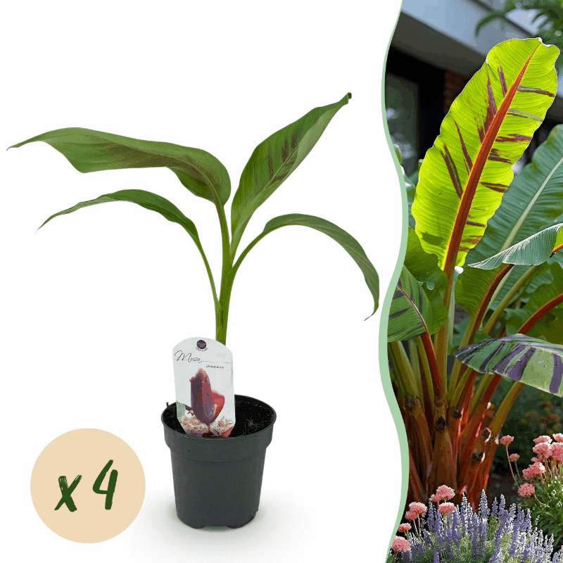 Musa sikkemensis - Darjeeling-Banane