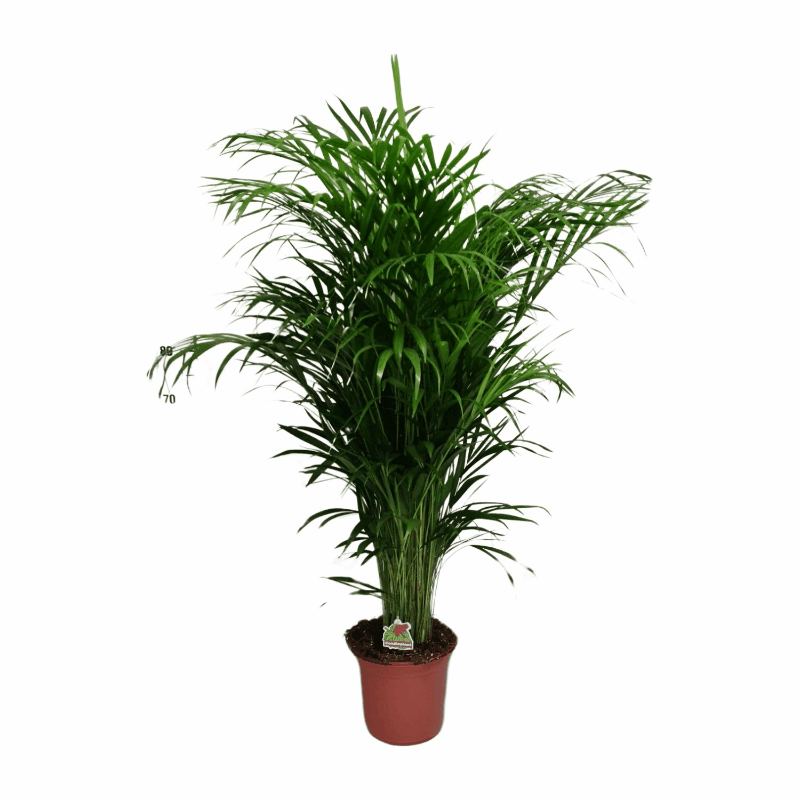 Dypsis lutescens - Areca-, Goldfruchtpalme
