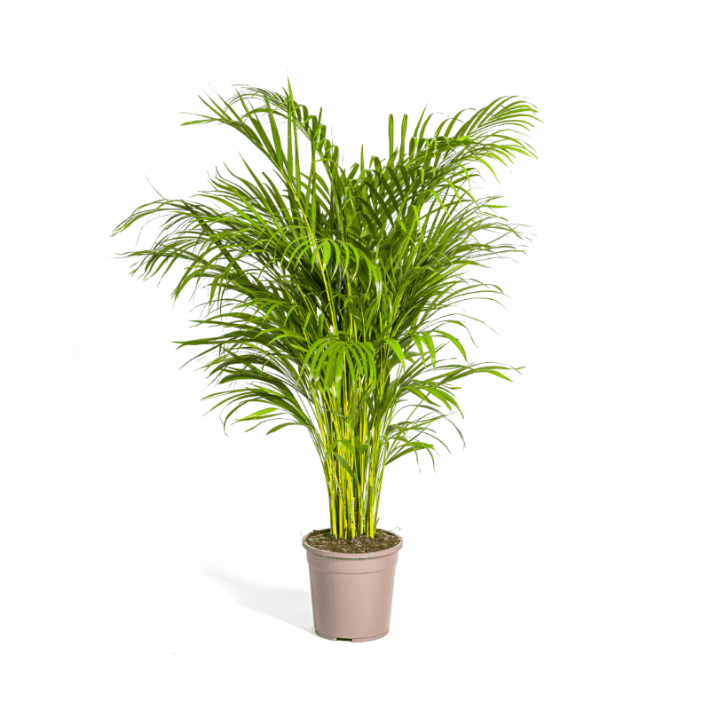 Dypsis lutescens - Areca-, Goldfruchtpalme