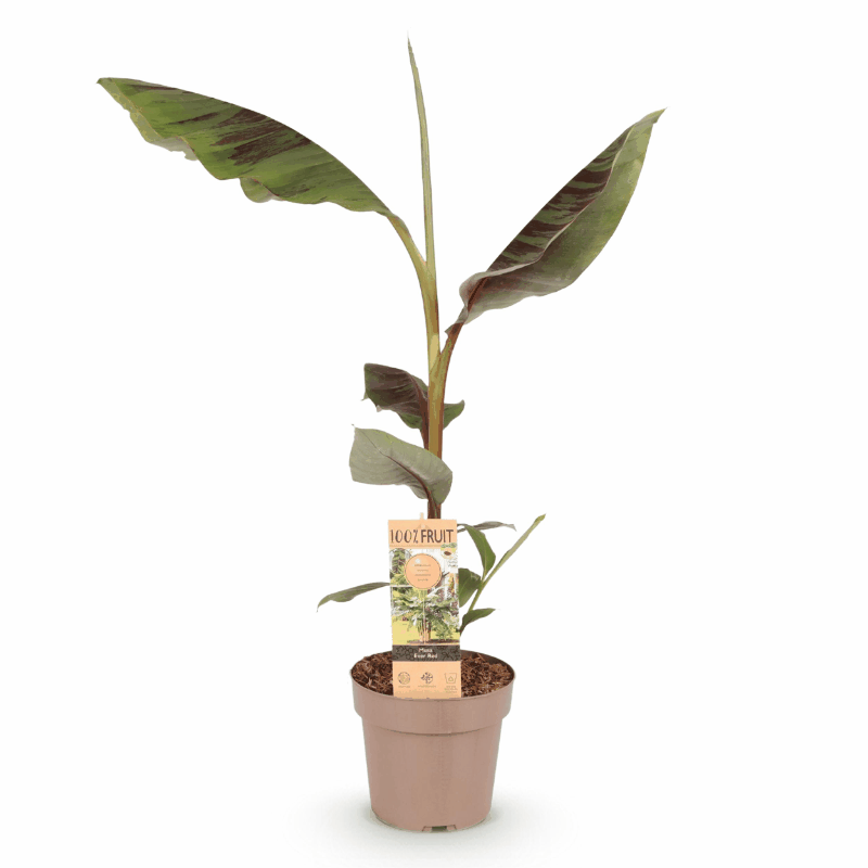 Musa sikkemensis - Darjeeling-Banane