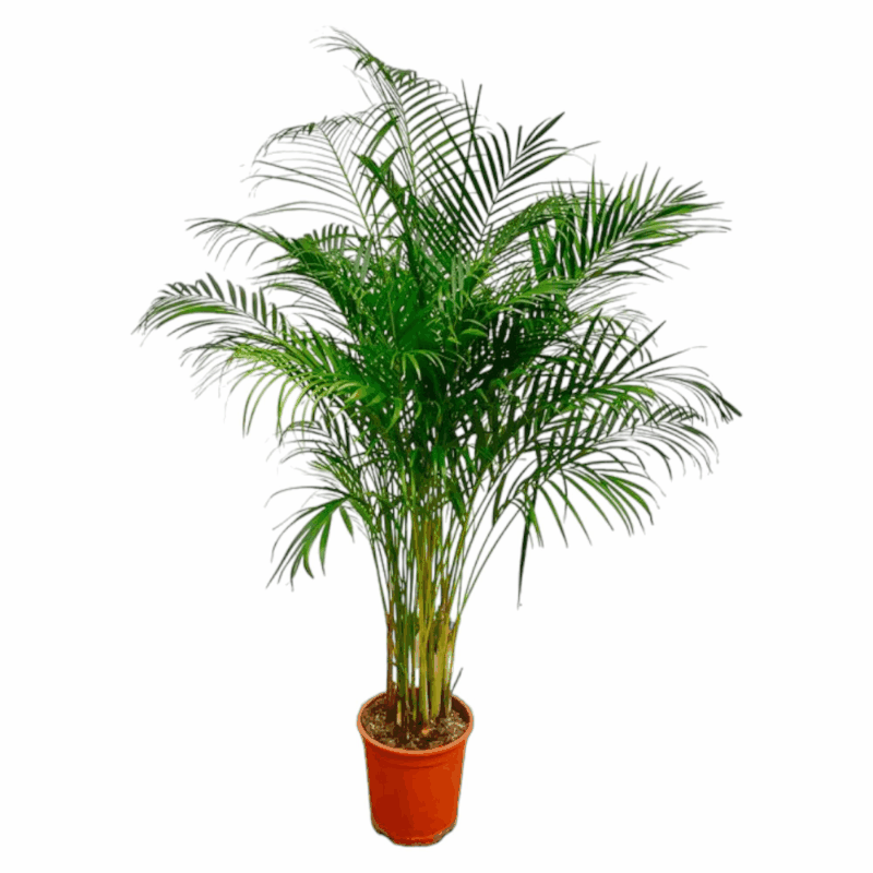 Dypsis lutescens - Areca-, Goldfruchtpalme