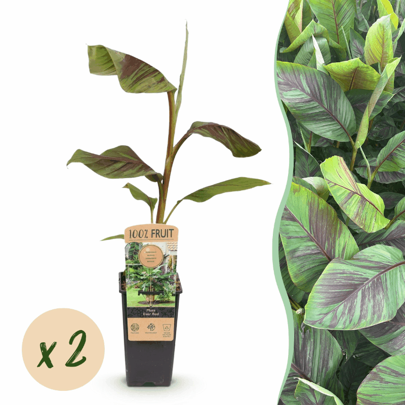 Musa sikkemensis - Darjeeling-Banane