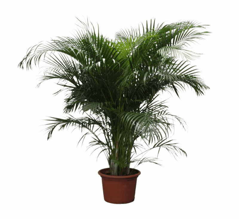 Dypsis lutescens - Areca-, Goldfruchtpalme