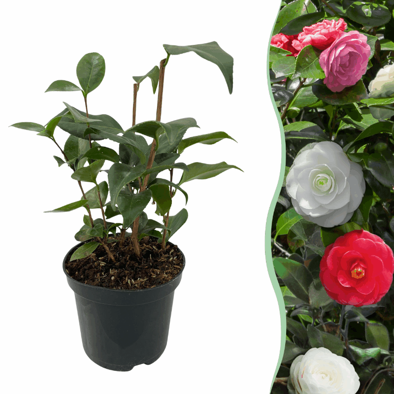 Camellia japonica - Japanische Kamelie