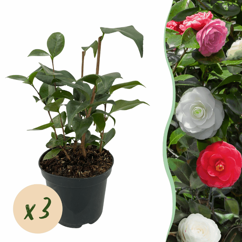 Camellia japonica - Japanische Kamelie
