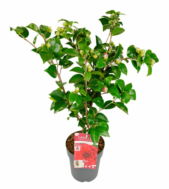Camellia japonica - Japanische Kamelie