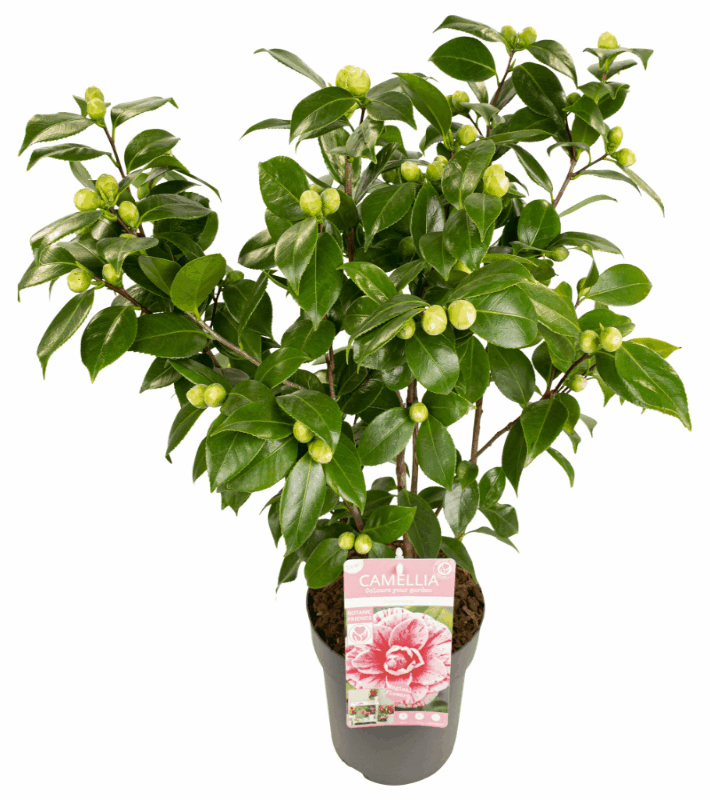 Camellia japonica - Japanische Kamelie