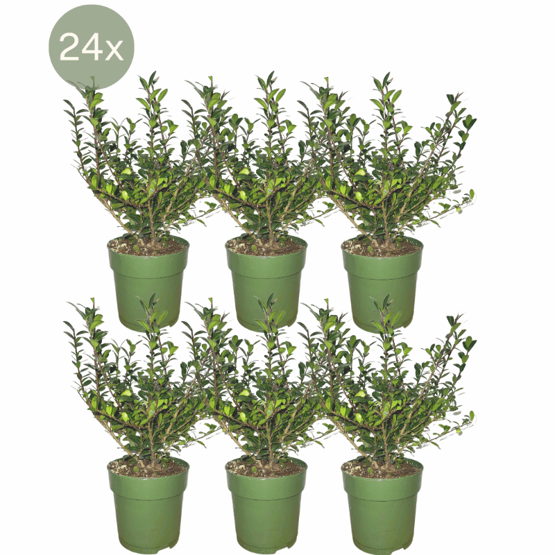 Ilex crenata - Japanische Stechpalme