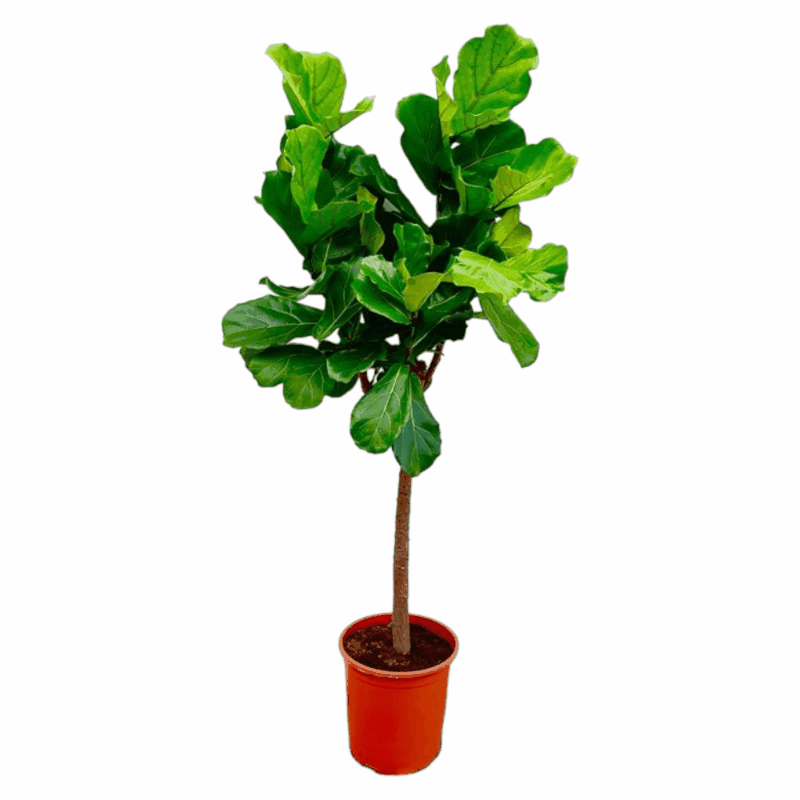Ficus lyrata - Geigenfeige