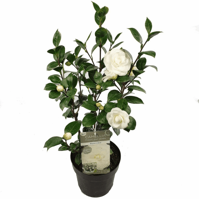 Camellia japonica - Japanische Kamelie
