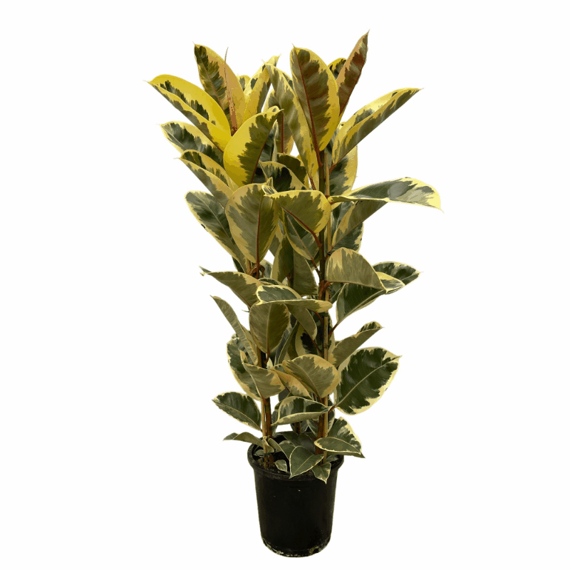Ficus elastica - Gummibaum