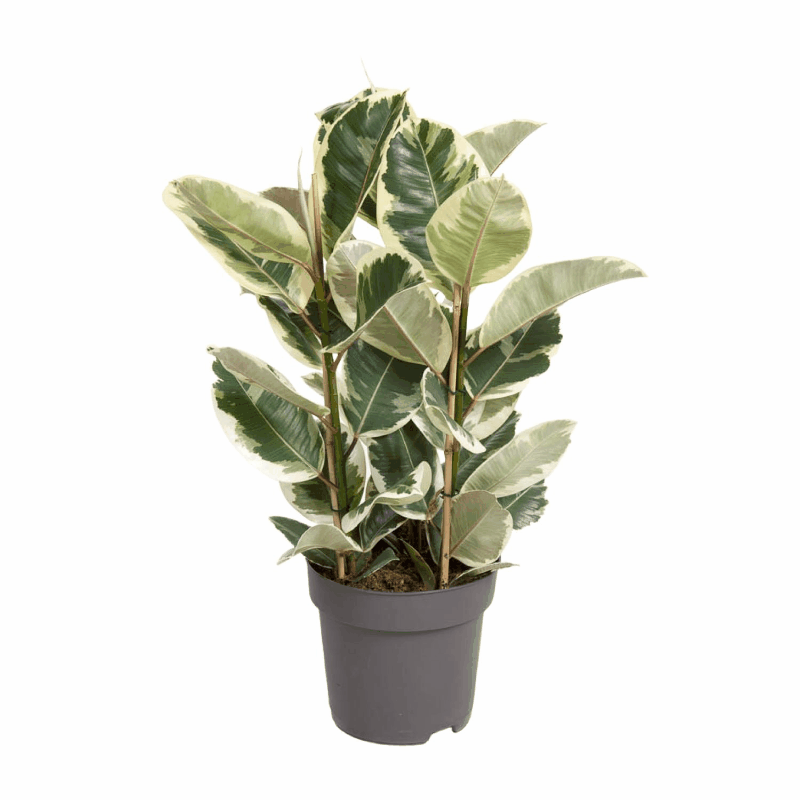 Ficus elastica - Gummibaum
