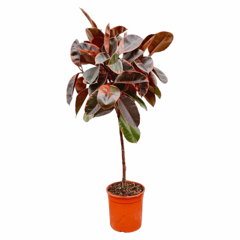 Ficus elastica - Gummibaum