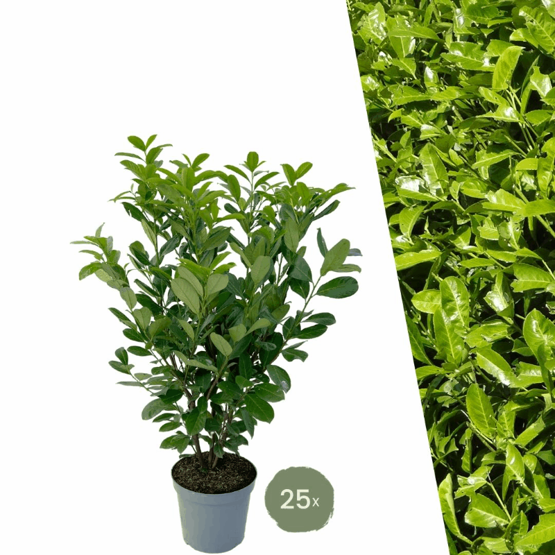 Prunus laurocerasus &