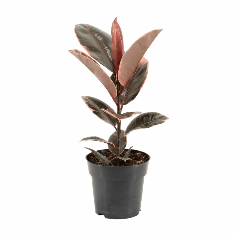 Ficus elastica - Gummibaum
