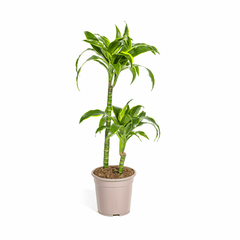 Dracaena deremensis - Drachenbaum