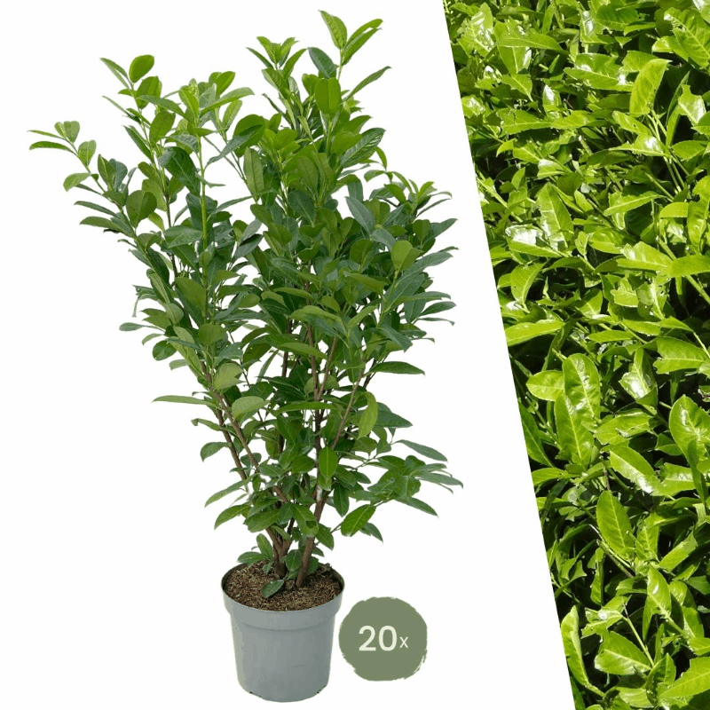 Prunus laurocerasus &