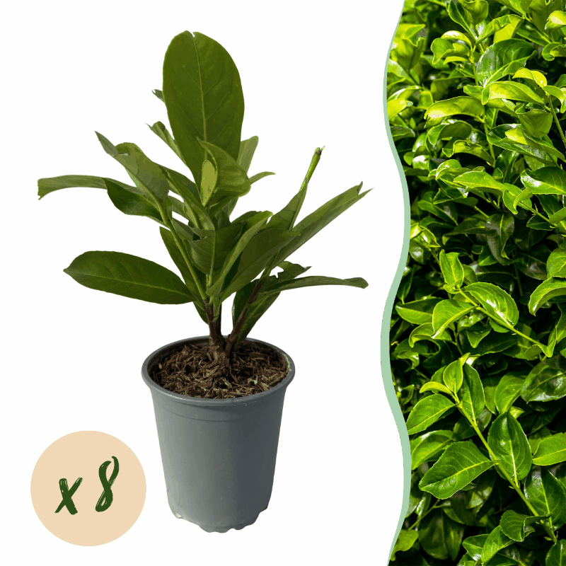 Prunus laurocerasus &