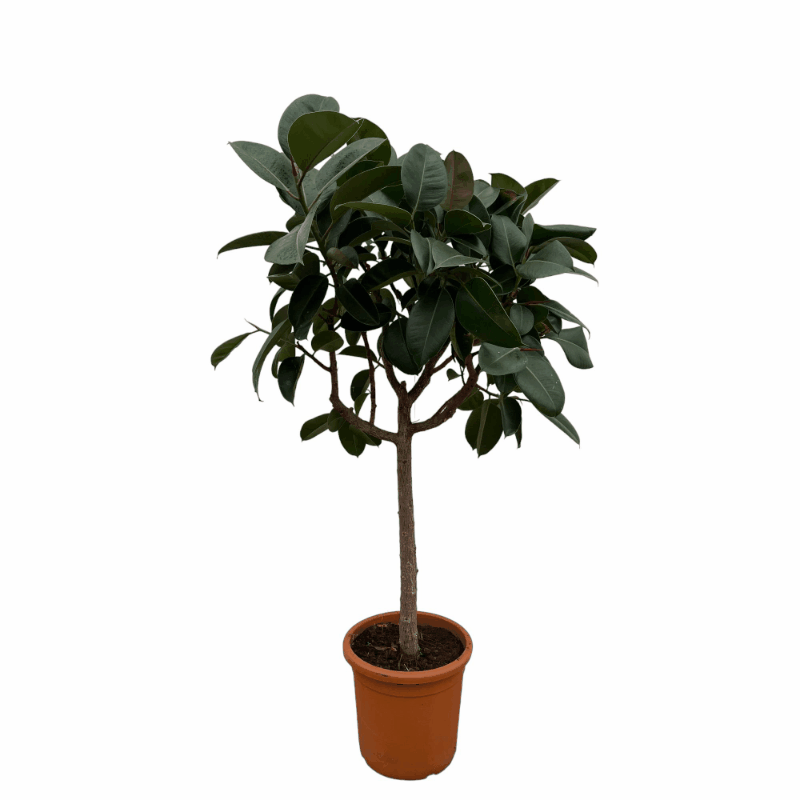 Ficus elastica - Gummibaum