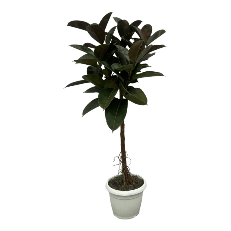 Ficus elastica - Gummibaum