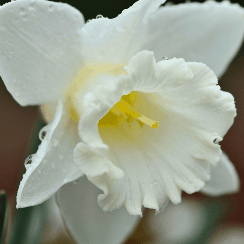 Narcissus - Narzissenzwiebeln