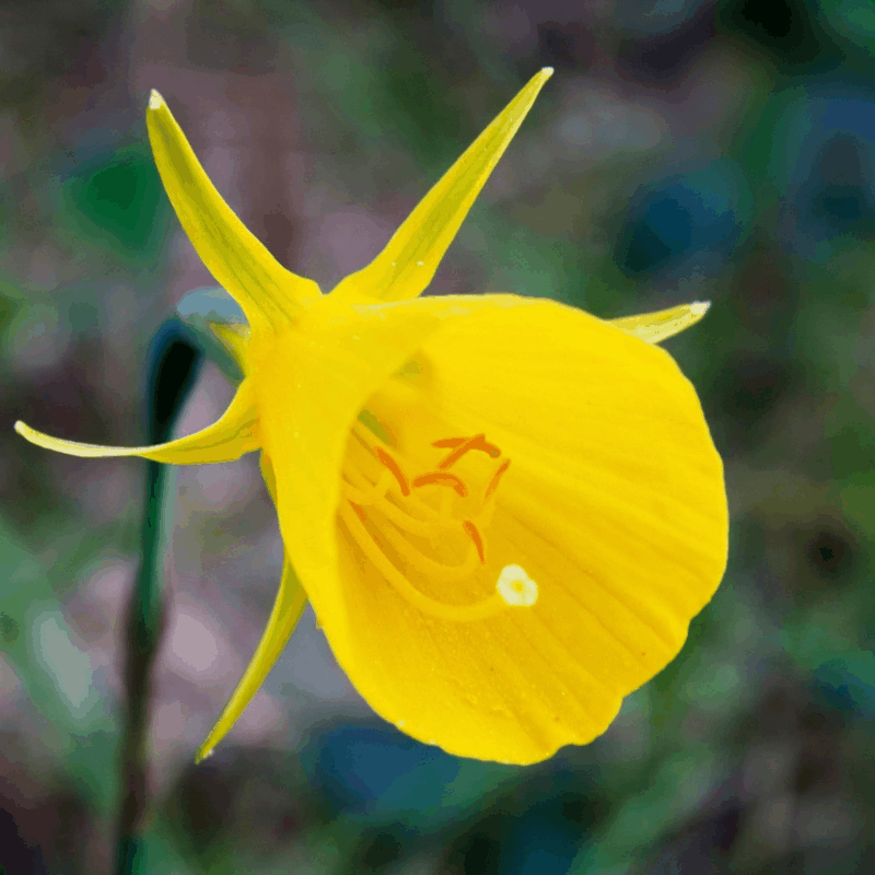 Narcissus - Narzissenzwiebeln